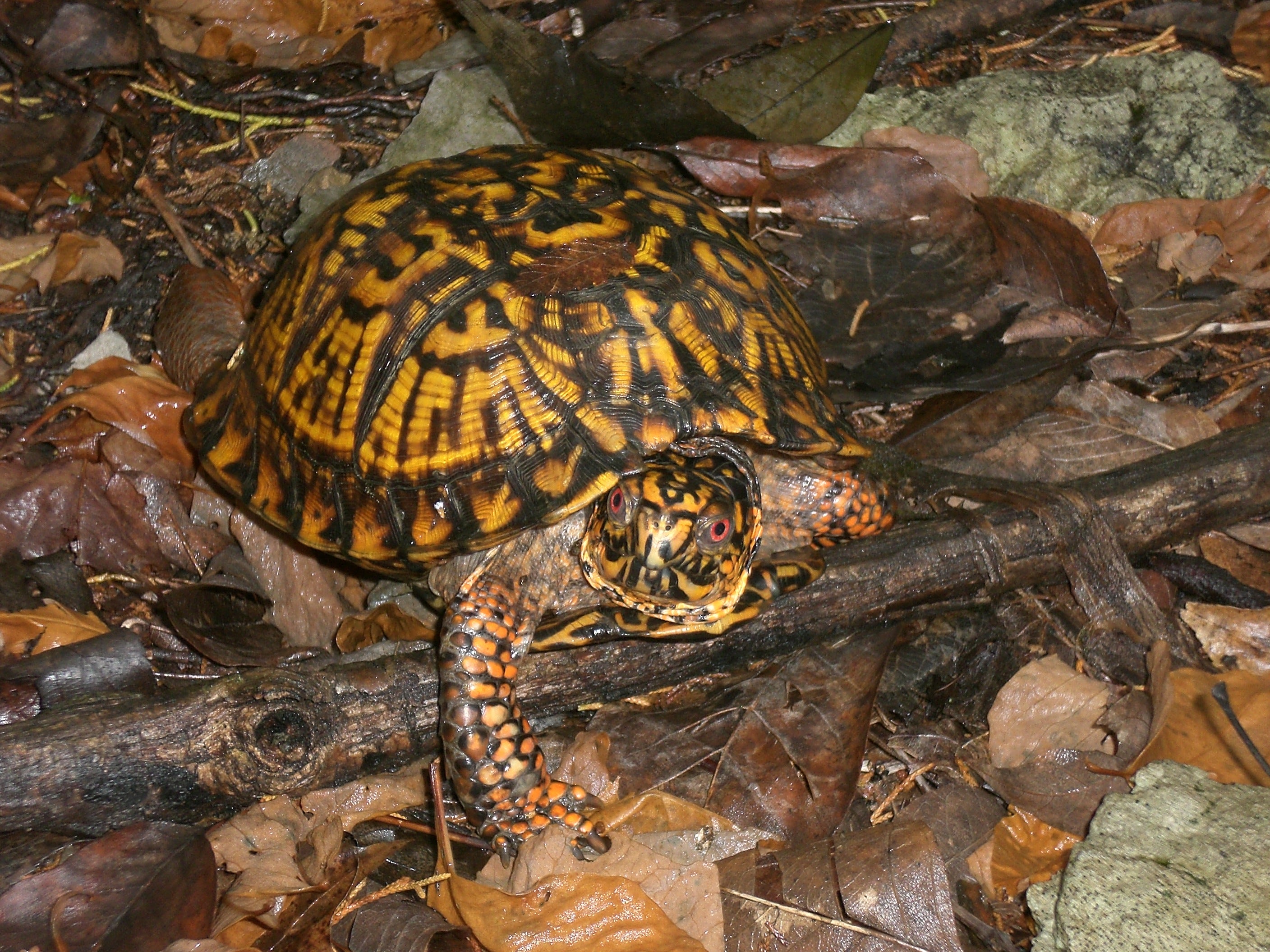 Eastern Box Turtle Outdoor Alabama